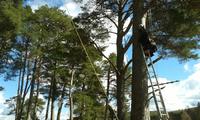 Backwoods Cooking :: Tree Climb Leap of Faith  photo